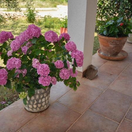 Appartamento Angela Novigrad Istria Esterno foto
