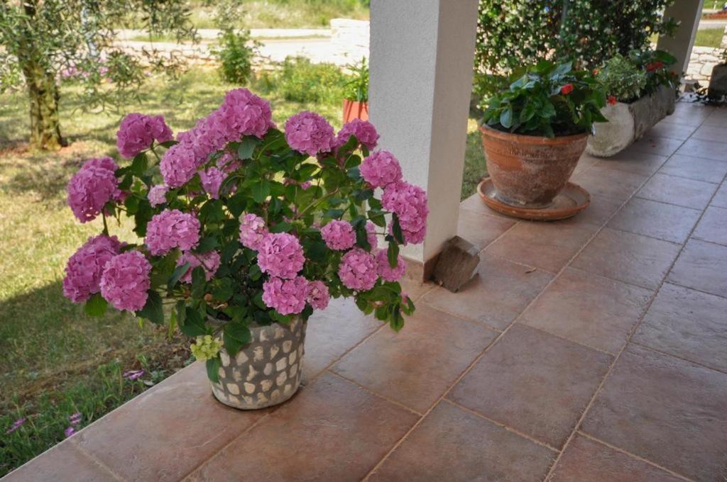 Appartamento Angela Novigrad Istria Esterno foto